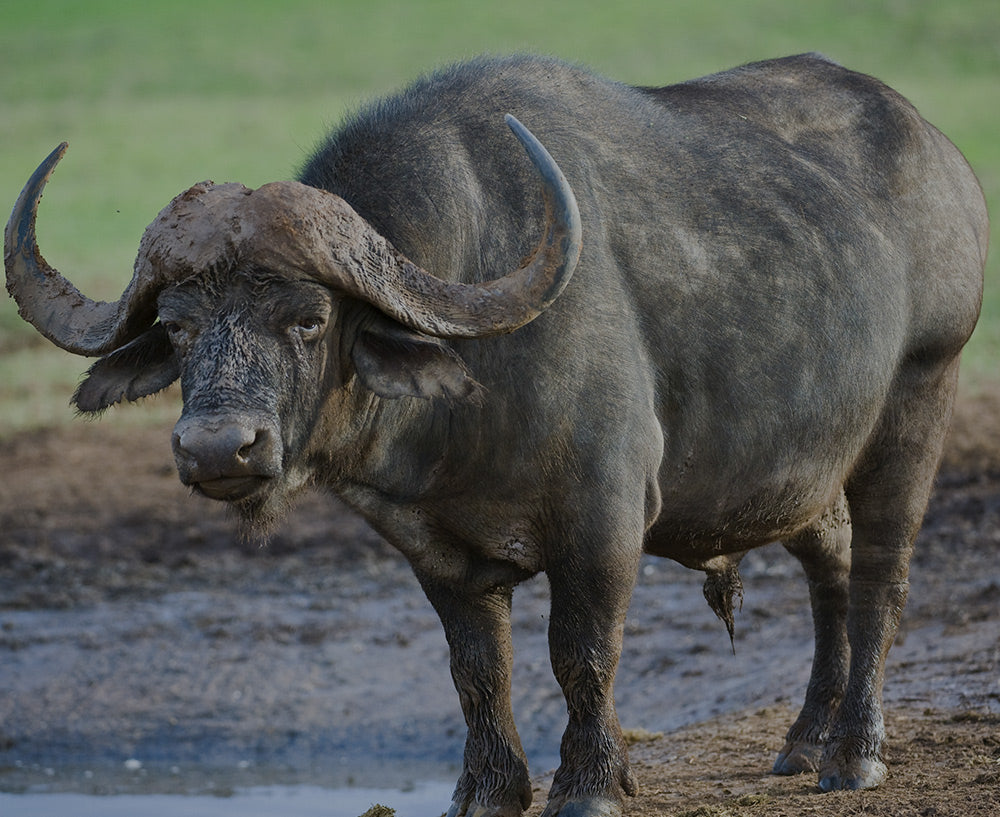 WATER BUFFALO