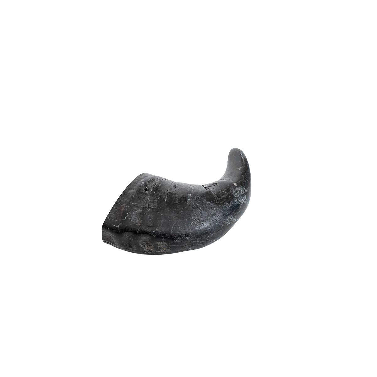 Water Buffalo Horn