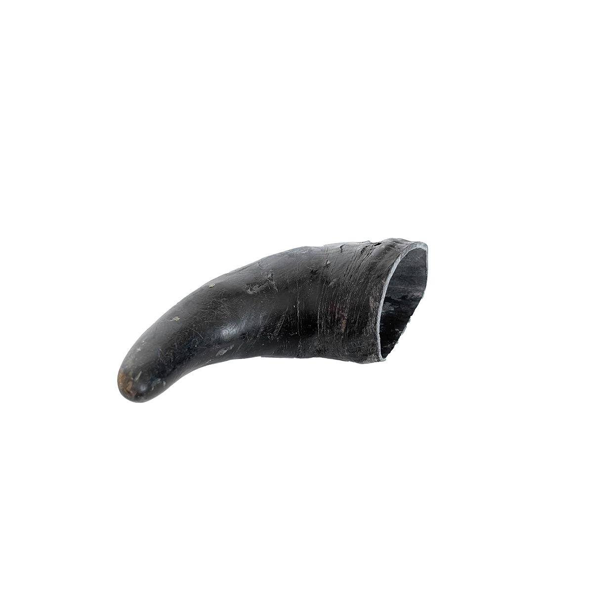Water Buffalo Horn